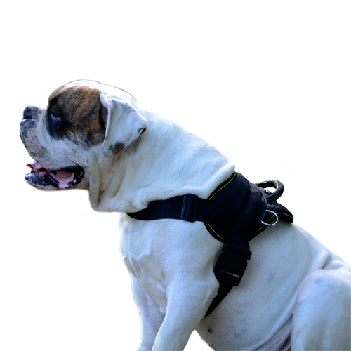 Nylon Dog Harness for American Bulldog, Multipurpose Usage - Click Image to Close