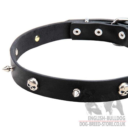 Pirate Dog Collar with Spikes and Skulls for English Bulldog
