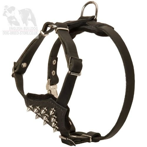 Pug Harness of Genuine Leather with Spikes for Walks in Style