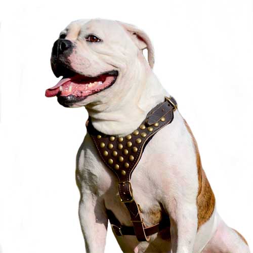 Walking Leather Dog Harness with Studs for American Bulldog - Click Image to Close