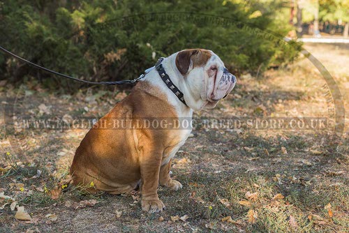 Wear-Anywhere English Bulldog Leather Collar with Square Studs