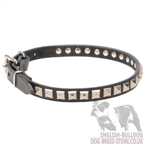 Thin Leather Dog Collar with Kingly Studs for English Bulldog