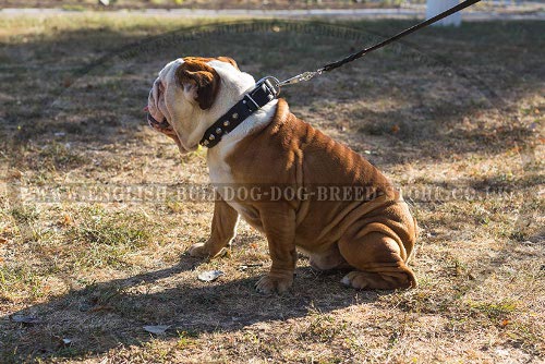 English Bulldog Walking Dog Collar with Row of Fancy Pyramids