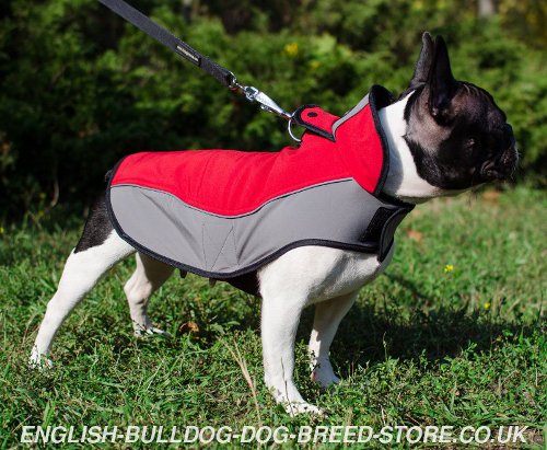 Super Comfortable, Stylish and Warm French Bulldog Coat