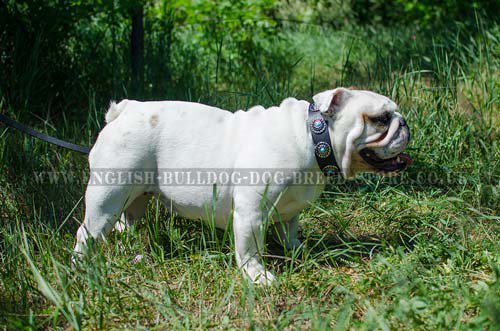 Fashion Dog Collar Vintage Studs and Blue Stones for Bulldog