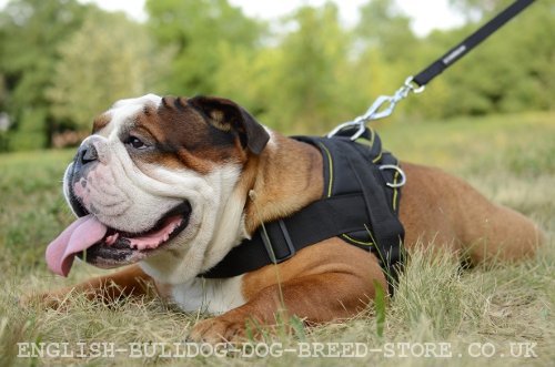 English Bulldog Down Dog Command Training