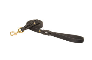 Leash for English Bulldog
