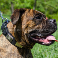 Leather Collar for Boxer Walking with Massive Nickel Plates