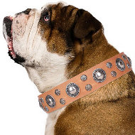 Leather Collar for English Bulldog "Extra Sparkle" FDT Artisan Leather Collar for English Bulldog "Extra Sparkle" FDT Artisan