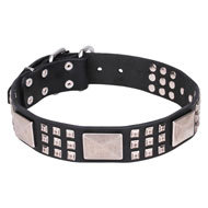 Leather Collar for English Bulldog with Pyramids and Plates