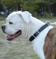 English Bulldog Collars UK