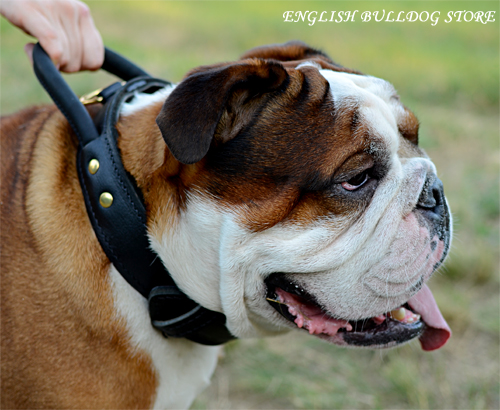 english bulldog wearing collar with handle