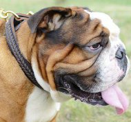 English Bulldog Training School