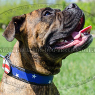 Leather Dog Collar for Boxer with Hand Painted Stars and Stripes