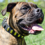 Leather Dog Collar for Boxer Walking with Long Brass Plates