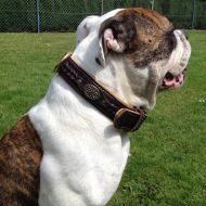 Leather Dog Collar for Old Victorian Bulldog, Luxury Design