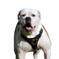 American Bulldog Leather Harness