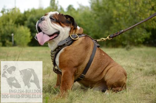 English Bulldog Harnesses