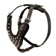 Studded Leather Dog Harness for Walking with English Bulldog