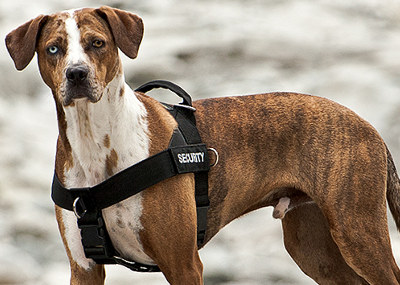 Louisiana Catahoula Leopard Dog