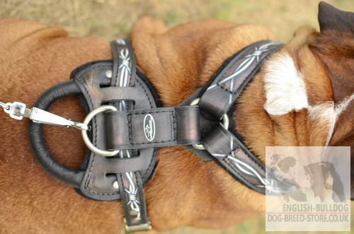 Best Harness for English Bulldog