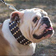 English Bulldog Massive Dog Collar Studded with Marvel Pyramids