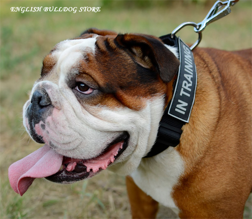 English Bulldog Training Collar