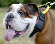 English Bulldog Collar UK