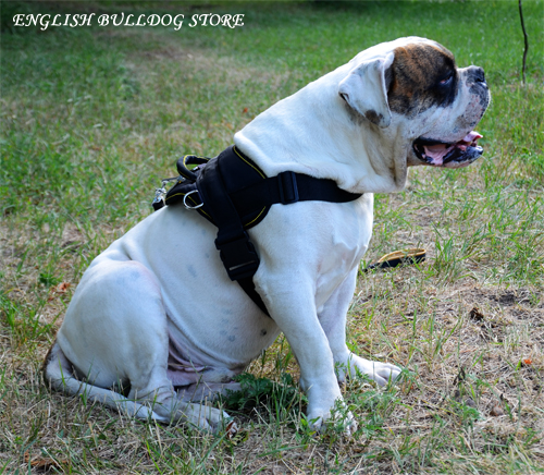 American Bulldog Weight Pulling Harness of Nylon