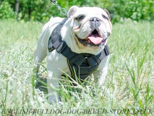 English Bulldog Dog Harness