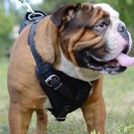 Leather Dog Harness Agitation, Protection for English Bulldog