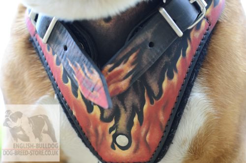 English Bulldog Leather Harness