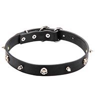 Pirate Dog Collar with Spikes and Skulls for English Bulldog