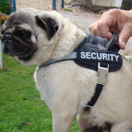 English Bulldog Harness with Handle