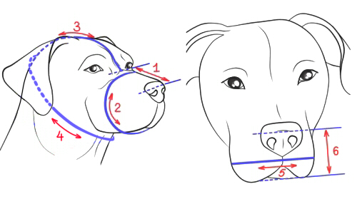 How to Size Dog Muzzle