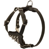 Pug Harness of Genuine Leather with Spikes for Walks in Style