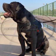 South African Mastiff Harness for Walking, Training and Sport