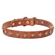 "Golden Star" Slap-Up Narrow Dog Collar for English Bulldog