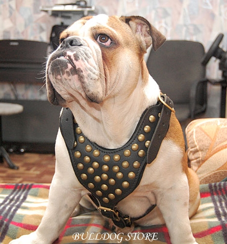 english bulldog studded harness