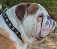 English Bulldog Leather Collar