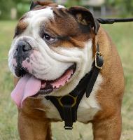 Tracking and Easy Walking Harness of Leather for
English Bulldog