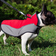 French Bulldog Clothes UK