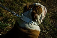 Dazzling White Leather Dog Collar Spiked for English Bulldog Dazzling White Leather Dog Collar Spiked for English Bulldog