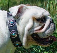 Fashion Dog Collar Vintage Studs and Blue Stones for Bulldog