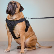 Nylon Dog Harness for Bullmastiff, Multipurpose All-Weather Use